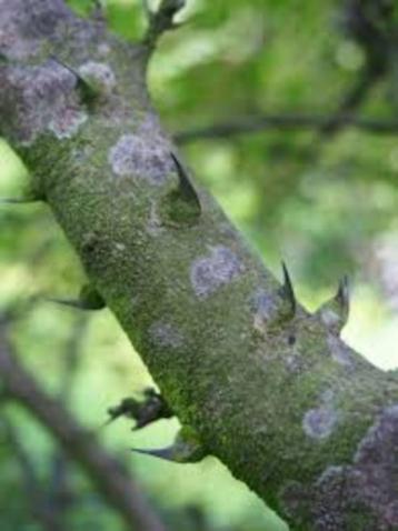 Zanthoxylum simulans Sechuanpeperboom beschikbaar voor biedingen