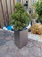Bloempot - Vierkant - 29cm hoog met echt Kerstboompje, Overige kleuren, Aardewerk of Porselein, Ophalen of Verzenden, Zo goed als nieuw