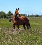 Knappe 2,5 jarige voor wie iets aparts zoekt!, Dieren en Toebehoren, Merrie, Dressuurpaard, 3 tot 6 jaar, 160 tot 165 cm