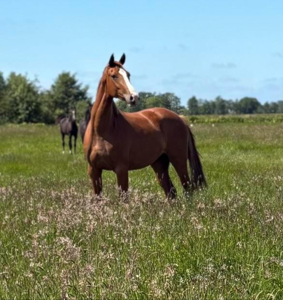 Knappe 2,5 jarige voor wie iets aparts zoekt!, Dieren en Toebehoren, Paarden, Merrie, 160 tot 165 cm, 3 tot 6 jaar, Dressuurpaard