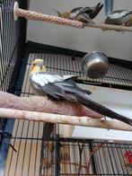 3 valkparkieten met spoed, Meerdere dieren, Parkiet