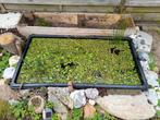 Kikker beet en salvinia green, Ophalen, Plant(en), Steen of Hout
