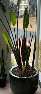 Strelitzia, Huis en Inrichting, Verzenden, Overige soorten