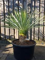 Yucca Rostrata, Tuin en Terras, Planten | Bomen, Ophalen, Volle zon, Palmboom, 100 tot 250 cm