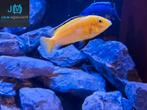 Te koop jonge labidochromis yellow malawi cichliden, Zoetwatervis, Vis