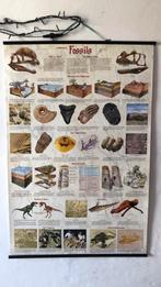 Poster groot 90x60cm fossielen/fossils, Verzamelen, Posters, Met lijst, Dier of Natuur, Ophalen of Verzenden, Zo goed als nieuw