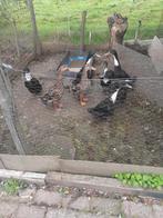 Indische loopeenden, Dieren en Toebehoren, Pluimvee, Vrouwelijk, Eend