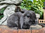 Franse Hangoor voedster, Dieren en Toebehoren, Konijnen, Vrouwelijk, Groot, Hangoor