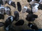Syrische Hamsters, Dieren en Toebehoren, Knaagdieren, Hamster, Mannelijk, Tam, Oktober