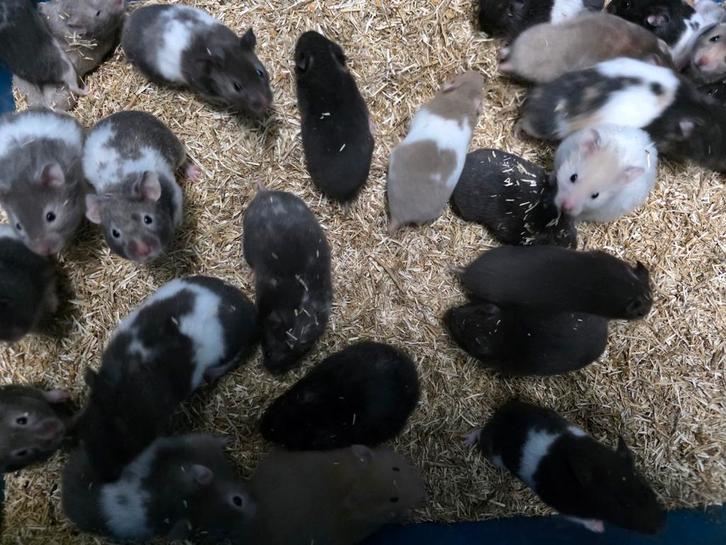 Syrische Hamsters, Dieren en Toebehoren, Knaagdieren, Mannelijk, Hamster, Oktober, Tam
