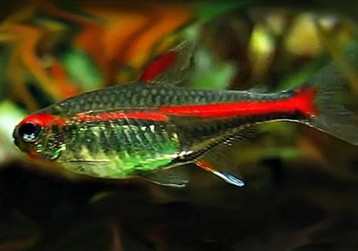 “ ACTIE “ €0,49 XXL Vuurneon Hemigrammus erythrozonus L, Dieren en Toebehoren, Vissen | Aquariumvissen, Zoetwatervis, Vis, Schoolvis