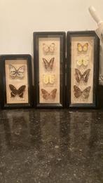 Vlinders vintage lijsten, Ophalen of Verzenden, Zo goed als nieuw, Hout, Minder dan 50 cm