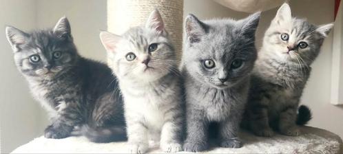 Kittens | Britse Korthaar, Dieren en Toebehoren, Katten en Kittens | Raskatten | Korthaar, Kater, 0 tot 2 jaar, Gechipt, Ontwormd