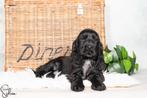 engelse cocker spaniel pups met stamboom, 8 tot 15 weken, Meerdere, Meerdere dieren, Spaniël