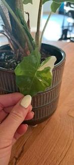 Variegated alocasia, Huis en Inrichting, Ophalen, Overige soorten, Minder dan 100 cm