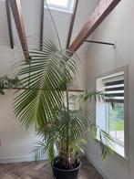 Prachtige 3,5m hoge palm, Huis en Inrichting, Kamerplanten, Groene kamerplant, Ophalen, Palm, 200 cm of meer