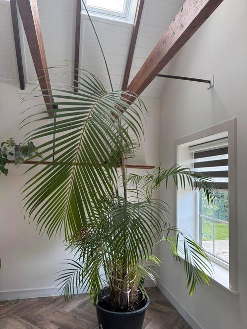 Prachtige 3,5m hoge palm, Huis en Inrichting, Kamerplanten, Palm, 200 cm of meer, Groene kamerplant, Ophalen