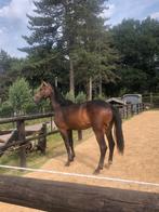 Knappe merrie, Merrie, Gechipt, Dressuurpaard, 0 tot 2 jaar
