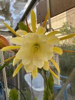 epiphyllum cactus creme de menthe gewortelde stekken, Minder dan 100 cm, Bloeiende kamerplant, Halfschaduw, Ophalen of Verzenden