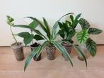 Set populaire kamerplantjes, alocasia, monstera, palm, ficus, Overige soorten, Ophalen of Verzenden, In pot, Minder dan 100 cm