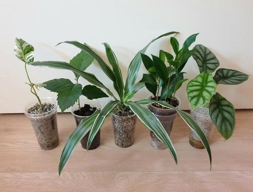 Set populaire kamerplantjes, alocasia, monstera, palm, ficus, Huis en Inrichting, Kamerplanten, Overige soorten, Minder dan 100 cm