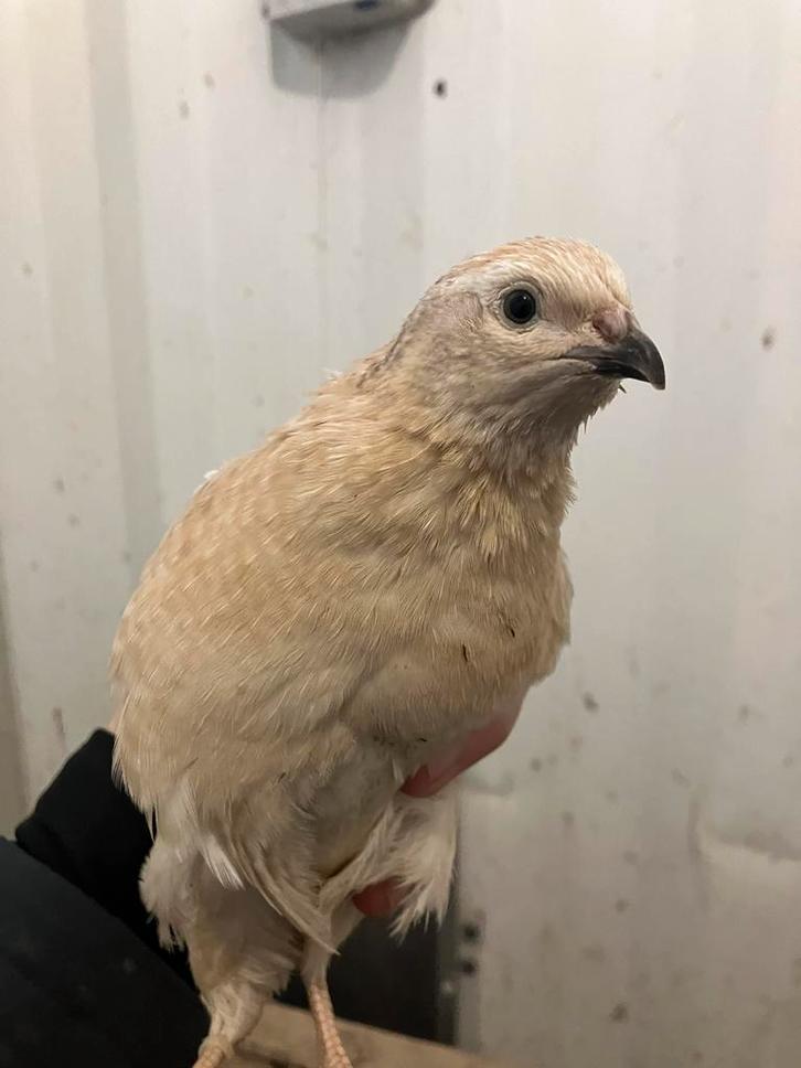 Japanse kwartel haantjes, Dieren en Toebehoren, Pluimvee, Overige soorten, Mannelijk