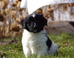 Friese Stabij pups met stamboom uit goedgekeurde ouders, Nederland, Overige rassen, 8 tot 15 weken, CDV (hondenziekte)