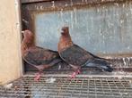 Te koop 2 mooie vinkduiven, Dieren en Toebehoren, Meerdere dieren