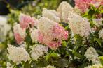 Pluim hortensia’s - Hydrangea paniculata, Ophalen of Verzenden, Hortensia, Struik, Minder dan 100 cm