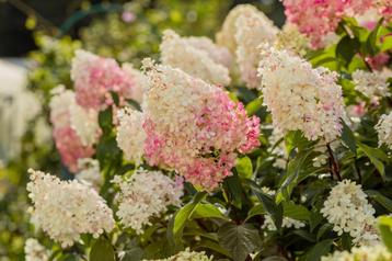 Pluim hortensia’s - Hydrangea paniculata   beschikbaar voor biedingen