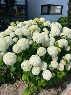 Hortensia (Hydrangea 'Strong Annabelle'), Ophalen, Hortensia, Struik, 100 tot 250 cm