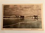 Scheveningen, Schelpenvissers, Den Haag, Verzenden, Voor 1920, Gelopen, Zuid-Holland