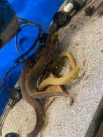Erpetoichthys Calabaricus - wimpelaal, Vis