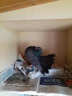 Pauwstaart doffer., Mannelijk, Kropper