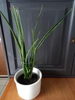 Sanseveria  fijn blad, Overige soorten, Volle zon