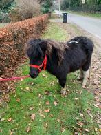Tekoop zwartbonte merrie jaarling 85 cm, Dieren en Toebehoren, Merrie
