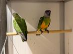 3-3 bonte boeren / senegal papegaai, Dieren en Toebehoren, Vogels | Parkieten en Papegaaien, Vrouwelijk, Papegaai, Geringd