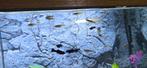 23 gezonde guppies  leuke kleuren, Dieren en Toebehoren, Vissen | Aquariumvissen, Vis