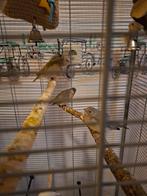 Gouldamadines, Meerdere dieren, Kleurkanarie