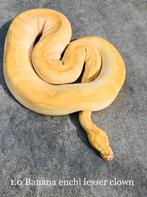 Prachtige Banana Clown Ball Python/Koningspython, Dieren en Toebehoren, Reptielen en Amfibieën, Slang, Tam, 3 tot 6 jaar