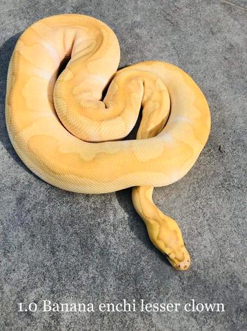 Prachtige Banana Clown Ball Python/Koningspython  beschikbaar voor biedingen