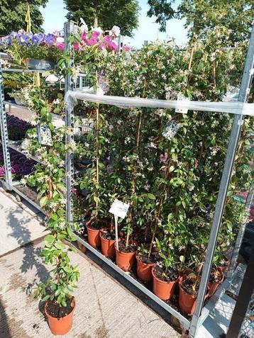 Toscaanse Jasmijn (klimplant) 160cm