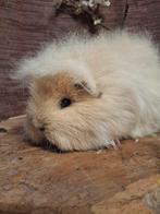 Ch teddy cavia zeugje, Dieren en Toebehoren, Knaagdieren, Juni, Vrouwelijk, Cavia