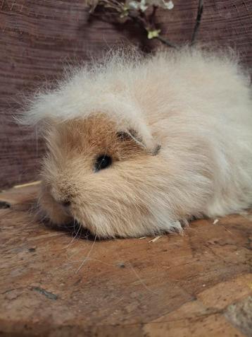 Ch teddy cavia zeugje beschikbaar voor biedingen