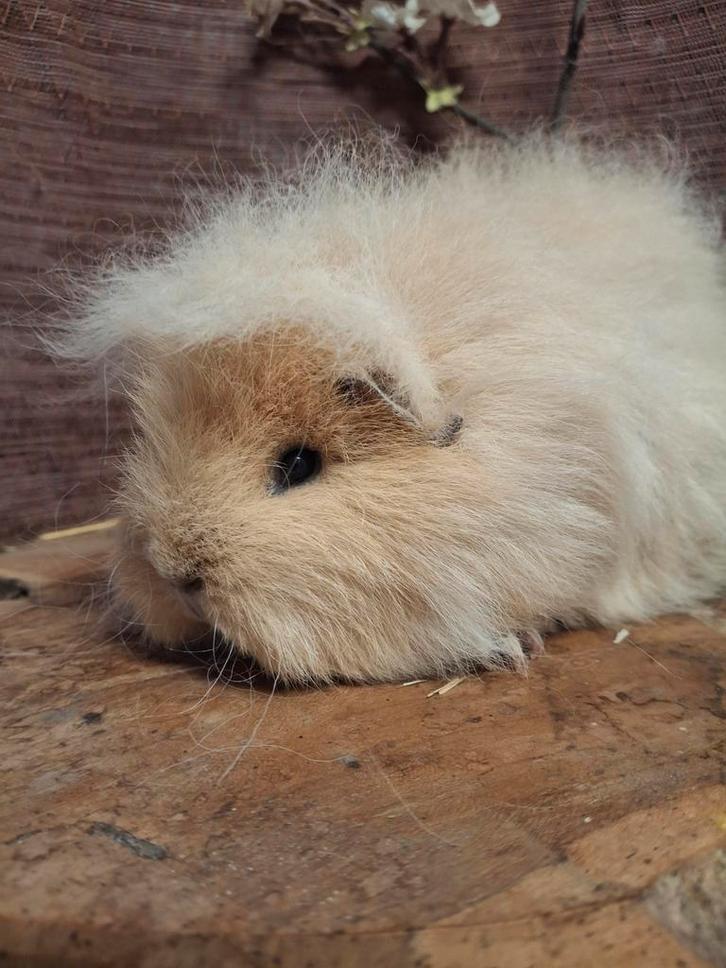 Ch teddy cavia zeugje, Dieren en Toebehoren, Knaagdieren, Vrouwelijk, Cavia, Juni