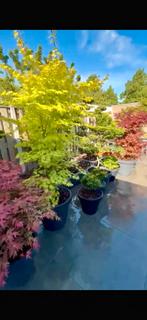 shirasawanum Summer Gold japnse esdoorn acer, Ophalen of Verzenden, Bloeit niet, Overige soorten, Halfschaduw