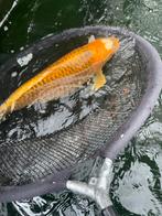 Mooie geote stevige koi, Dieren en Toebehoren, Vissen | Vijvervissen, Karper of Koi