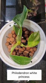 Philodendron White Princess Babyplantje, Huis en Inrichting, Kamerplanten, Ophalen of Verzenden