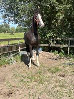 2 talentvolle tuigpaarden, Dieren en Toebehoren, Paarden, Merrie, 0 tot 2 jaar