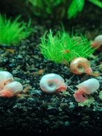 Posthoornslakjes, Dieren en Toebehoren, Slak of Weekdier, Zoetwatervis